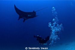 Just imagine how we shot the manta, with wide lense 10-17... by Sandrady Irwan 